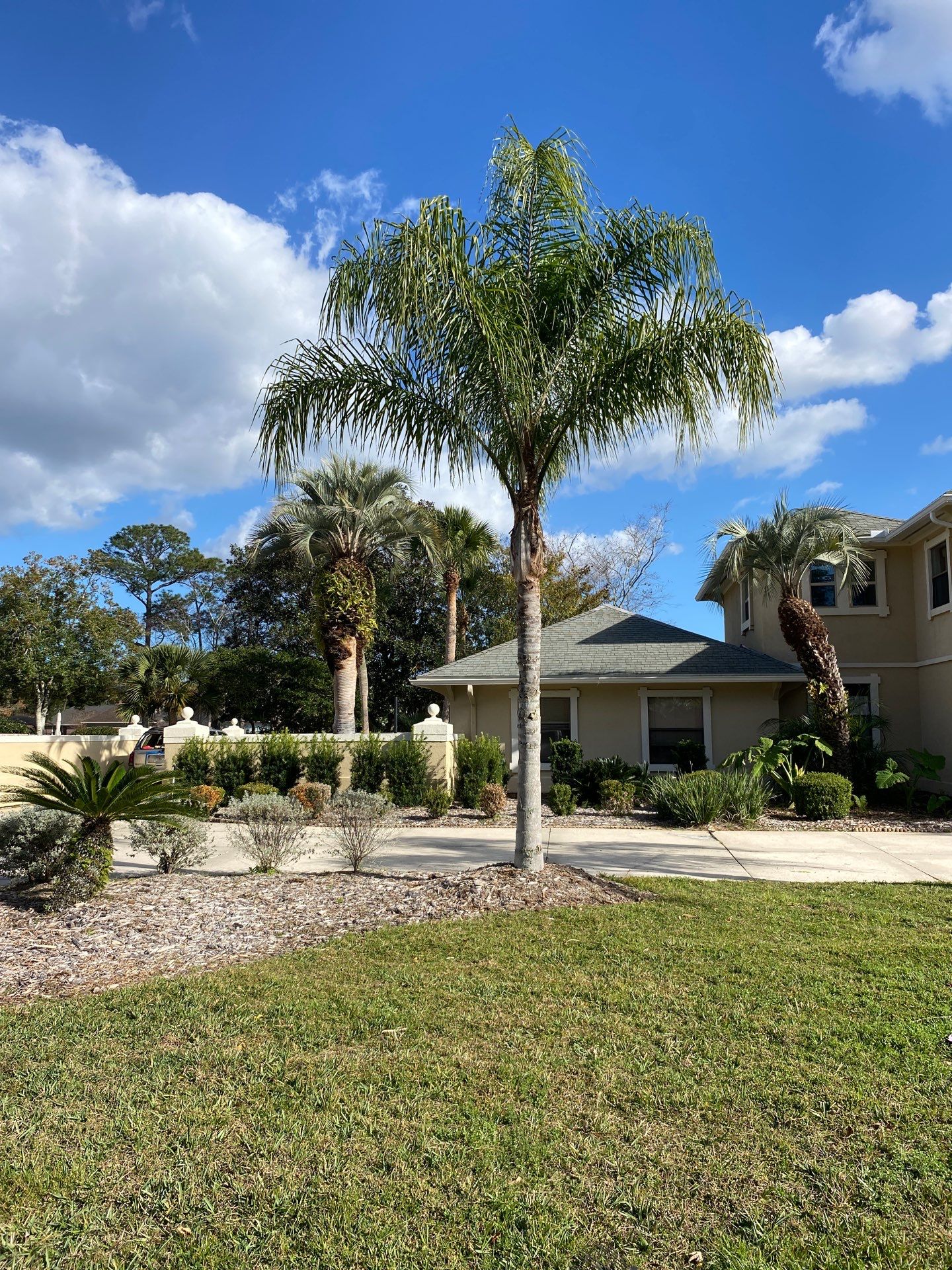 Deerwood Resident | Tree Removal & Palm Trimming by ProGreen Services