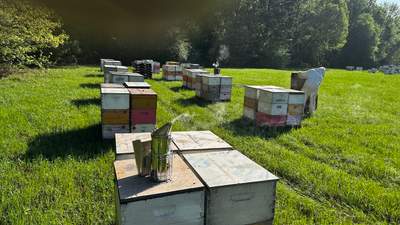 Traylor's Hay Meadow Apiary