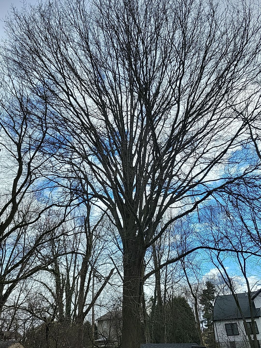 Tree Trimming using Tree Pruing by Mike Jones & Sons Tree Service LLC 