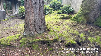 Hazardous Douglas-Fir Tree Removal and Tree Risk Assessment in Mercer Island, WA