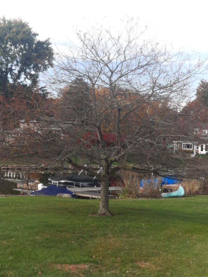 Tree Trimming using Tree Pruing by Mike Jones & Sons Tree Service LLC 