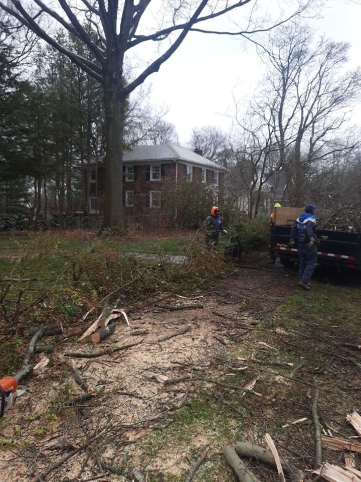 Tree Removal using Tree Removal by Mike Jones & Sons Tree Service LLC 