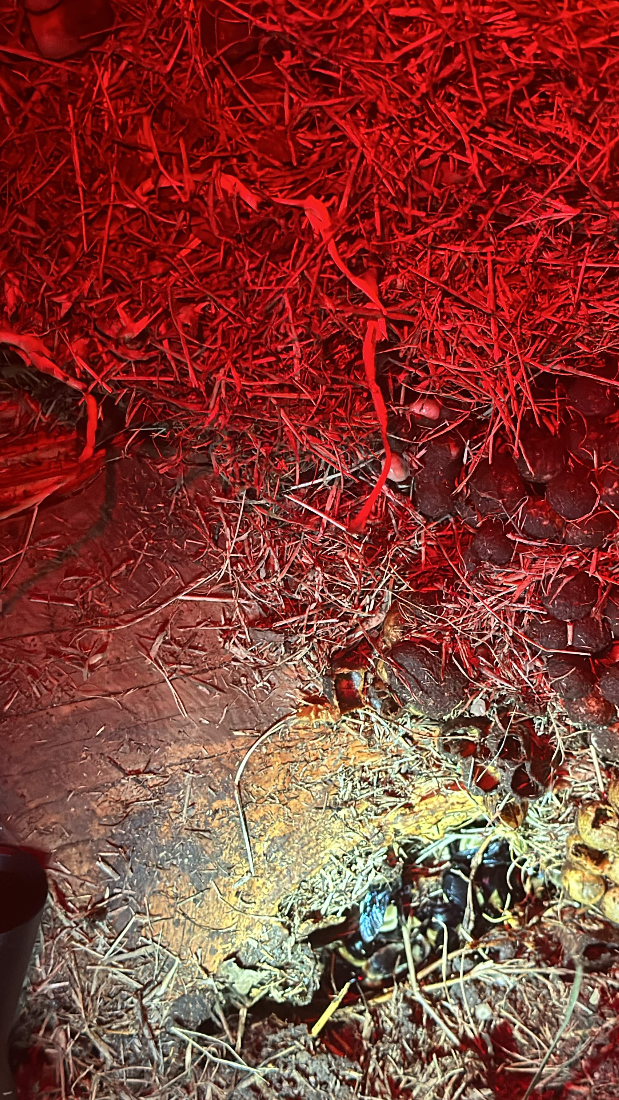 Bumblebees! by Rockwall Honey Bee Company