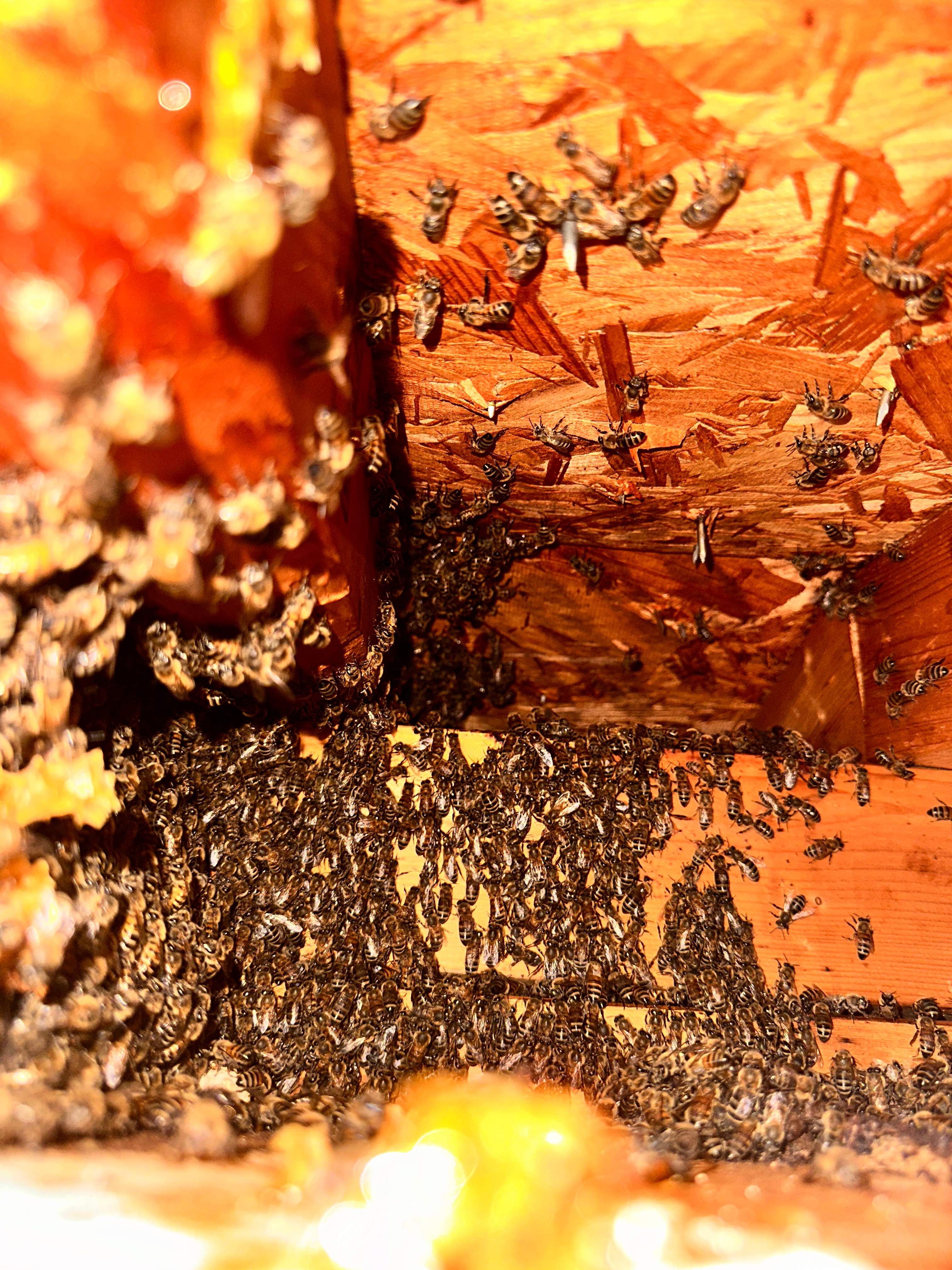 Sheetrock Bees by Rockwall Honey Bee Company