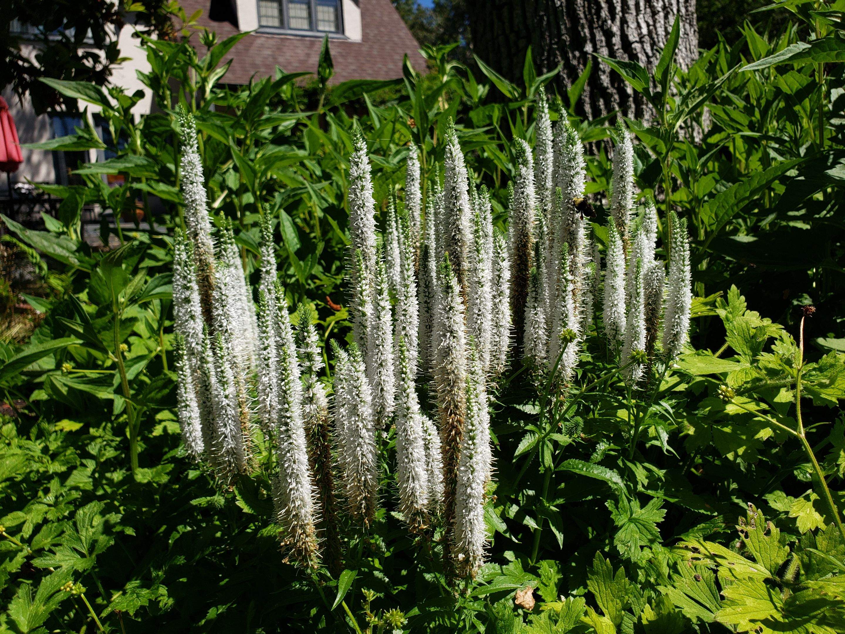 Garden Care - Rockland Residence by Habanero Garden and Exterior Care