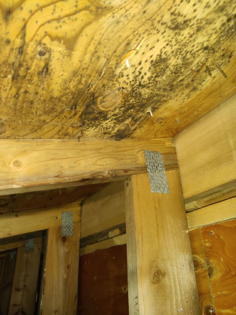 Mold Remediation in Attic by Accountable Home Services