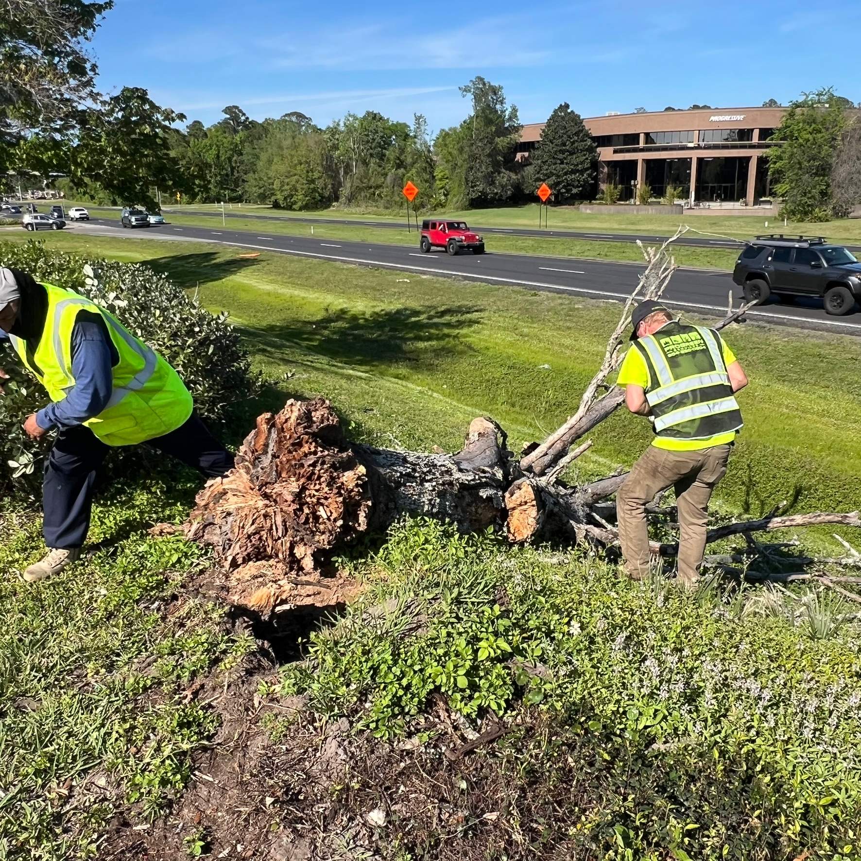 Tree Work | The Avenues Mall by ProGreen Services