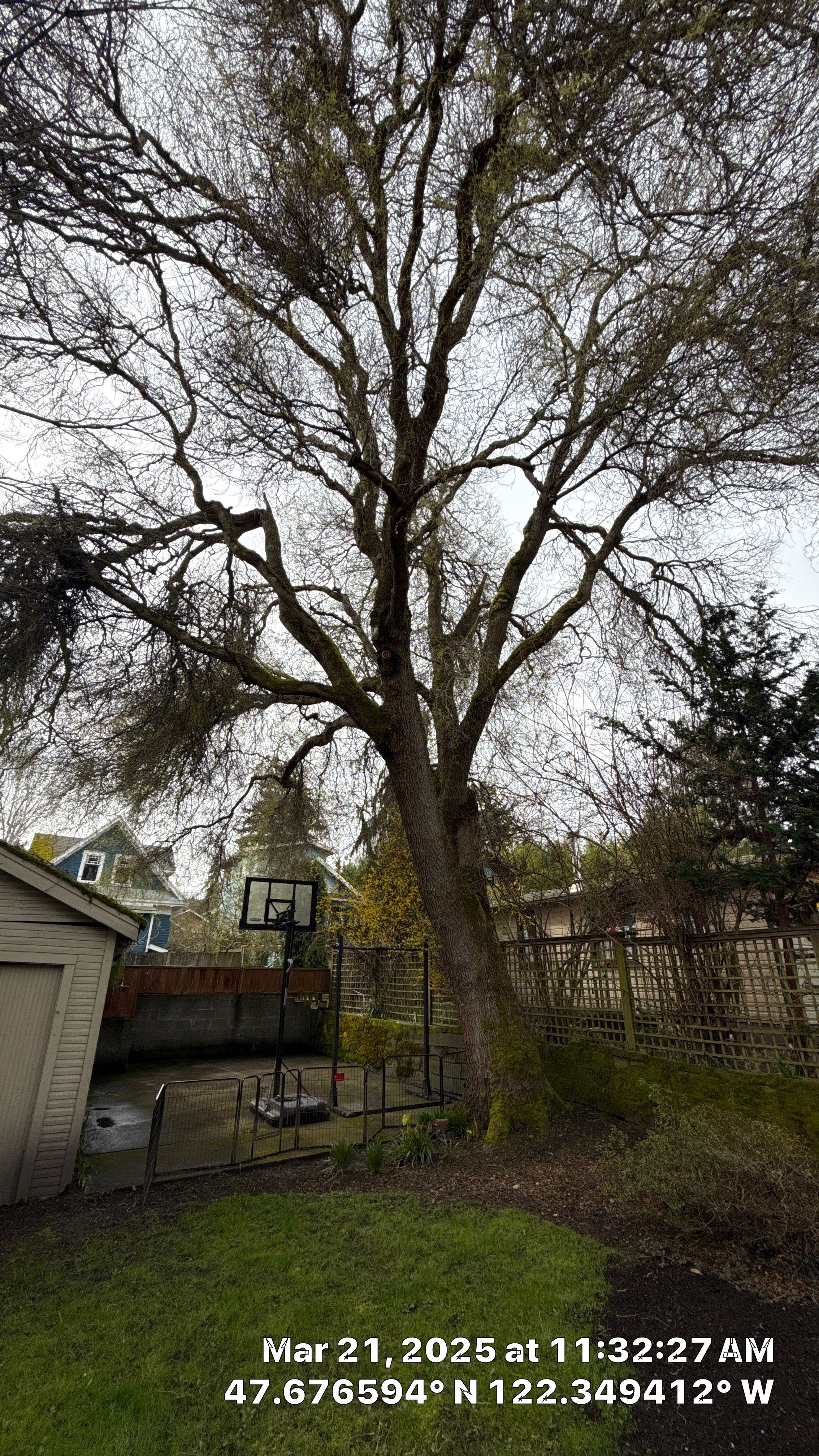 🪓 Hazard Tree Removal for Residential Property – Seattle, WA by Sound Tree Care LLC