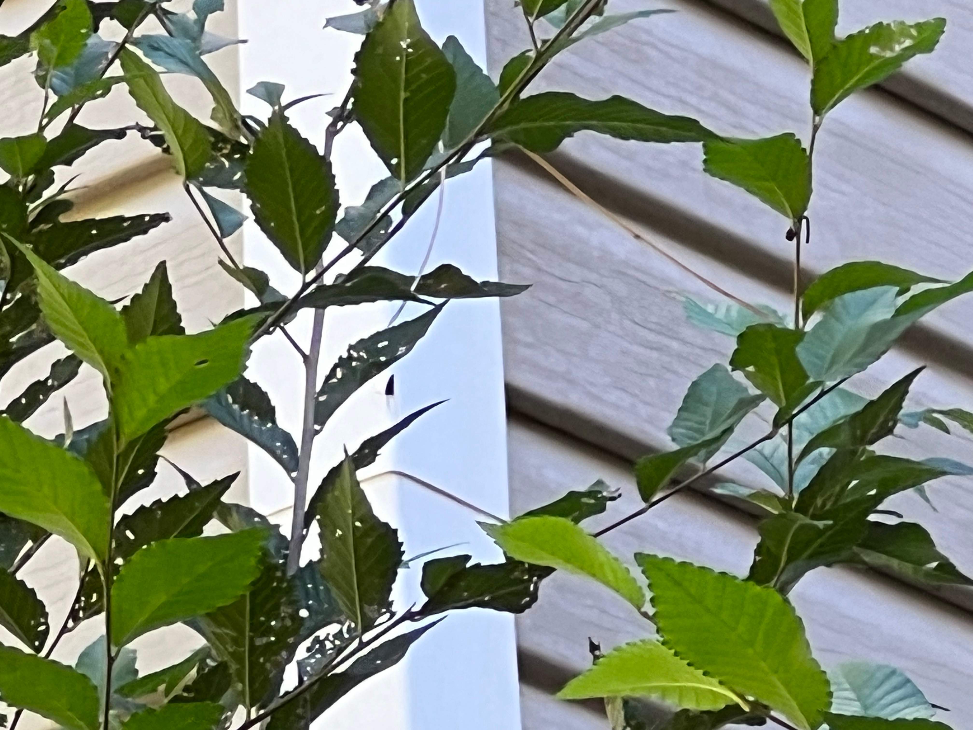 Hail Damage happens in Colorado  by 1st choice windows and siding