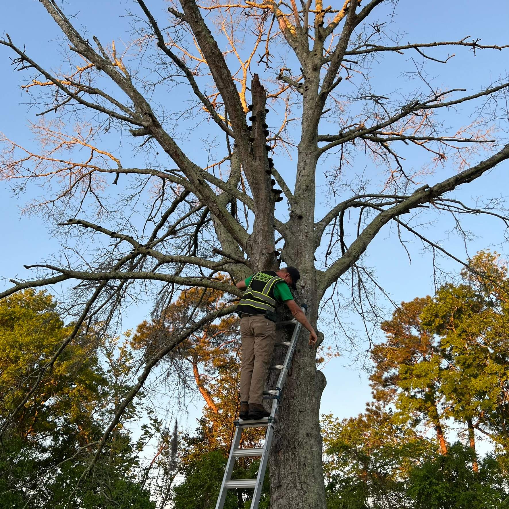 Tree Work | The Avenues Mall by ProGreen Services