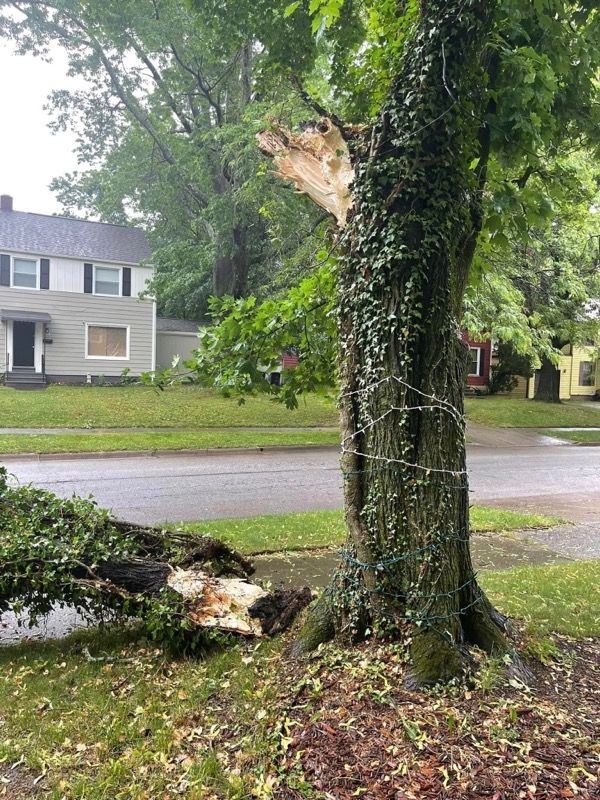 Storm Damaged Tree Removal  using Tree Removal by Mike Jones & Sons Tree Service LLC 