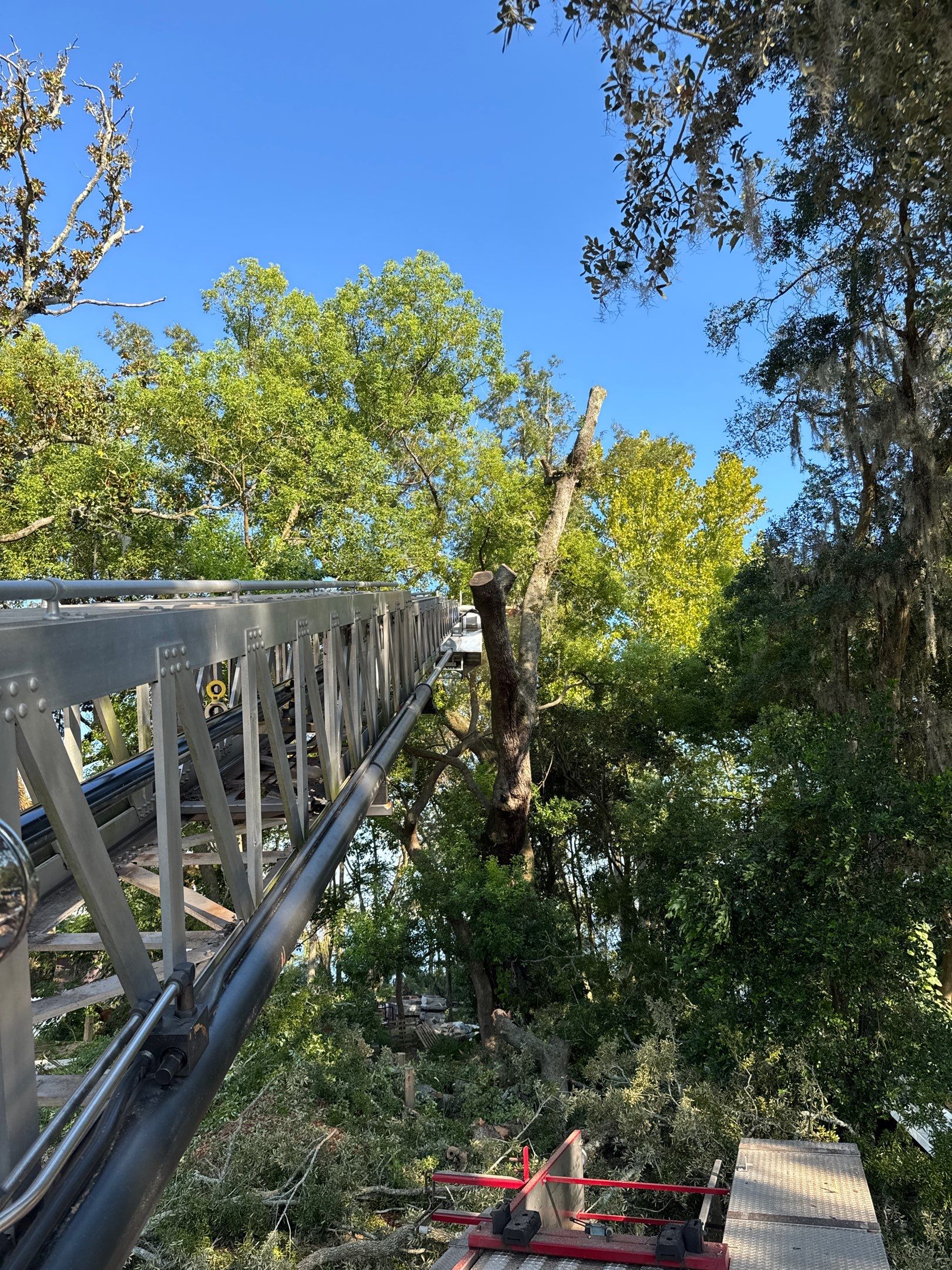 Tree Removal | Episcopal Softball Field by ProGreen Services