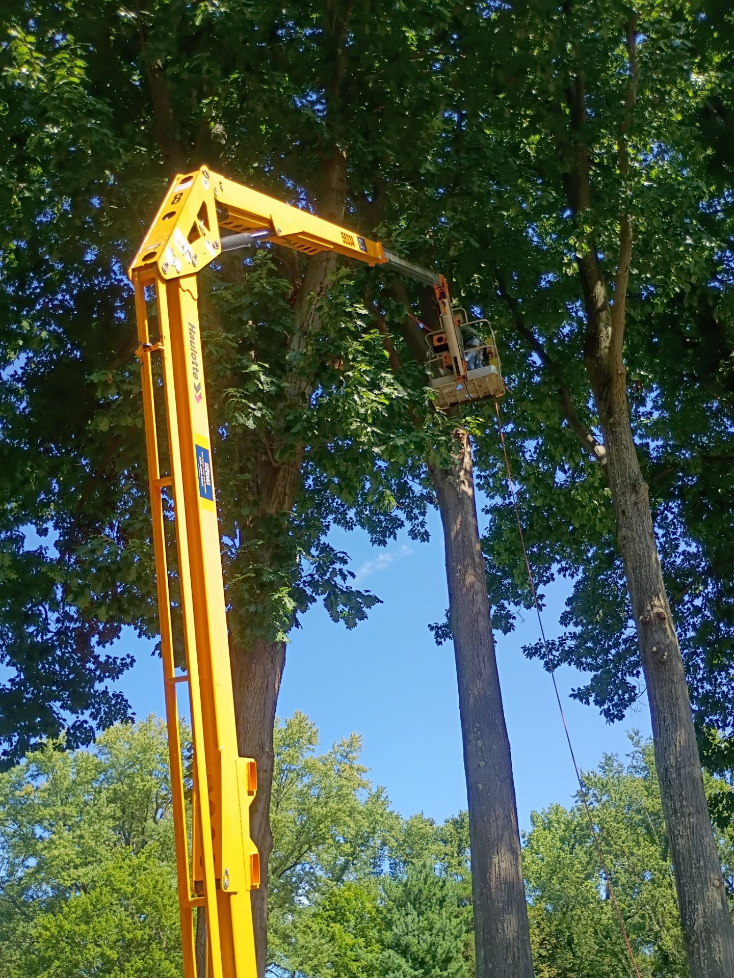 Mike Jones & Sons Tree Service LLC featured photo.