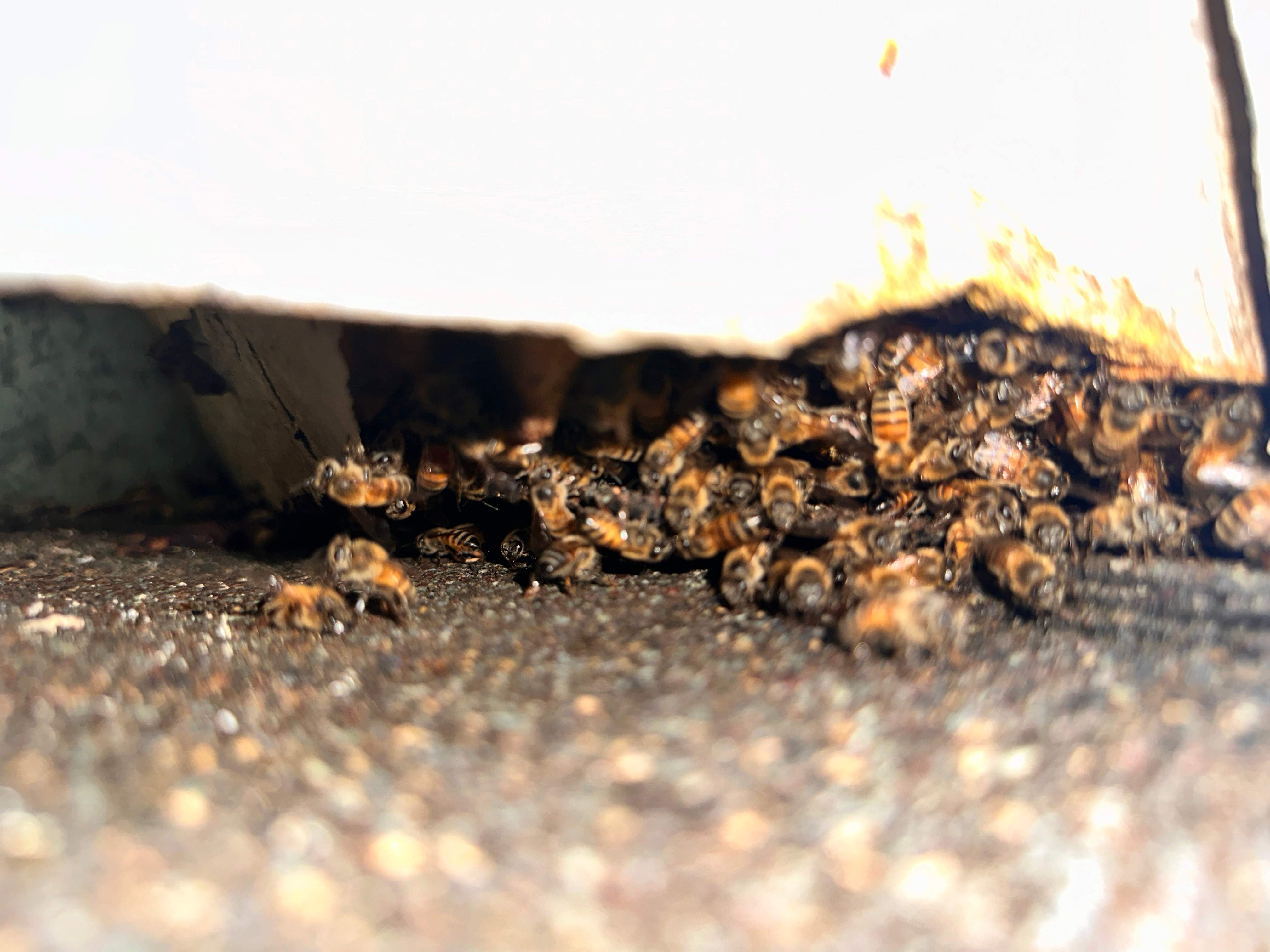 Yes, Professor. by Rockwall Honey Bee Company