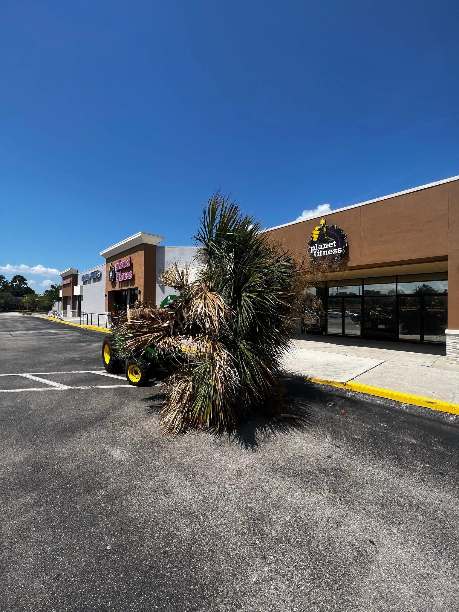 Palm Tree Trimming | Planet Fitness by ProGreen Services