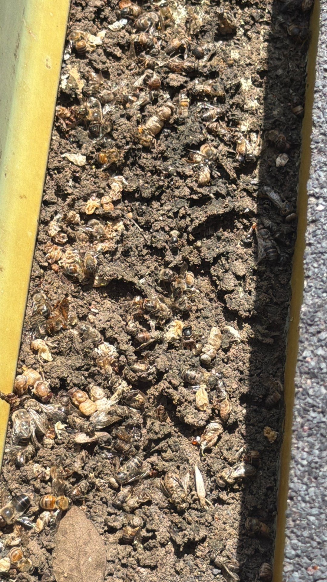 Poolside High up by Rockwall Honey Bee Company