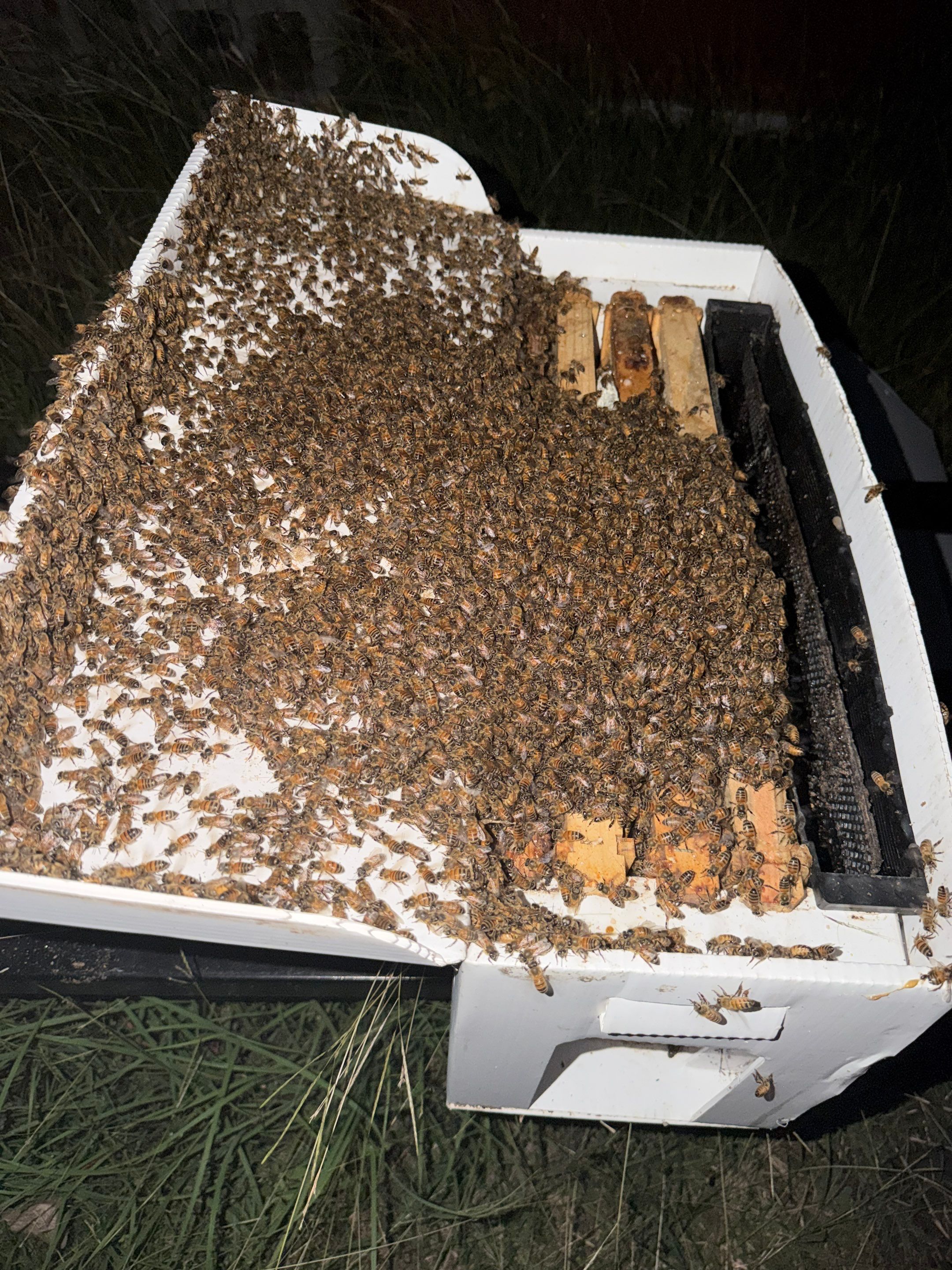 Judge Judy by Rockwall Honey Bee Company