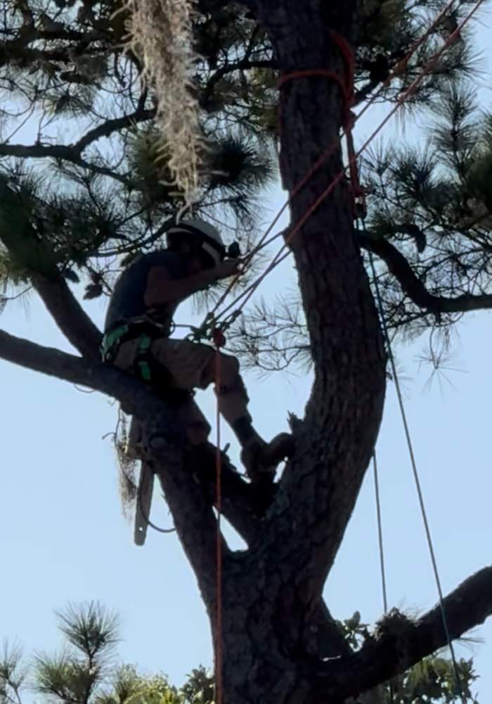 Tree Removal | Episcopal School of Jacksonville by ProGreen Services