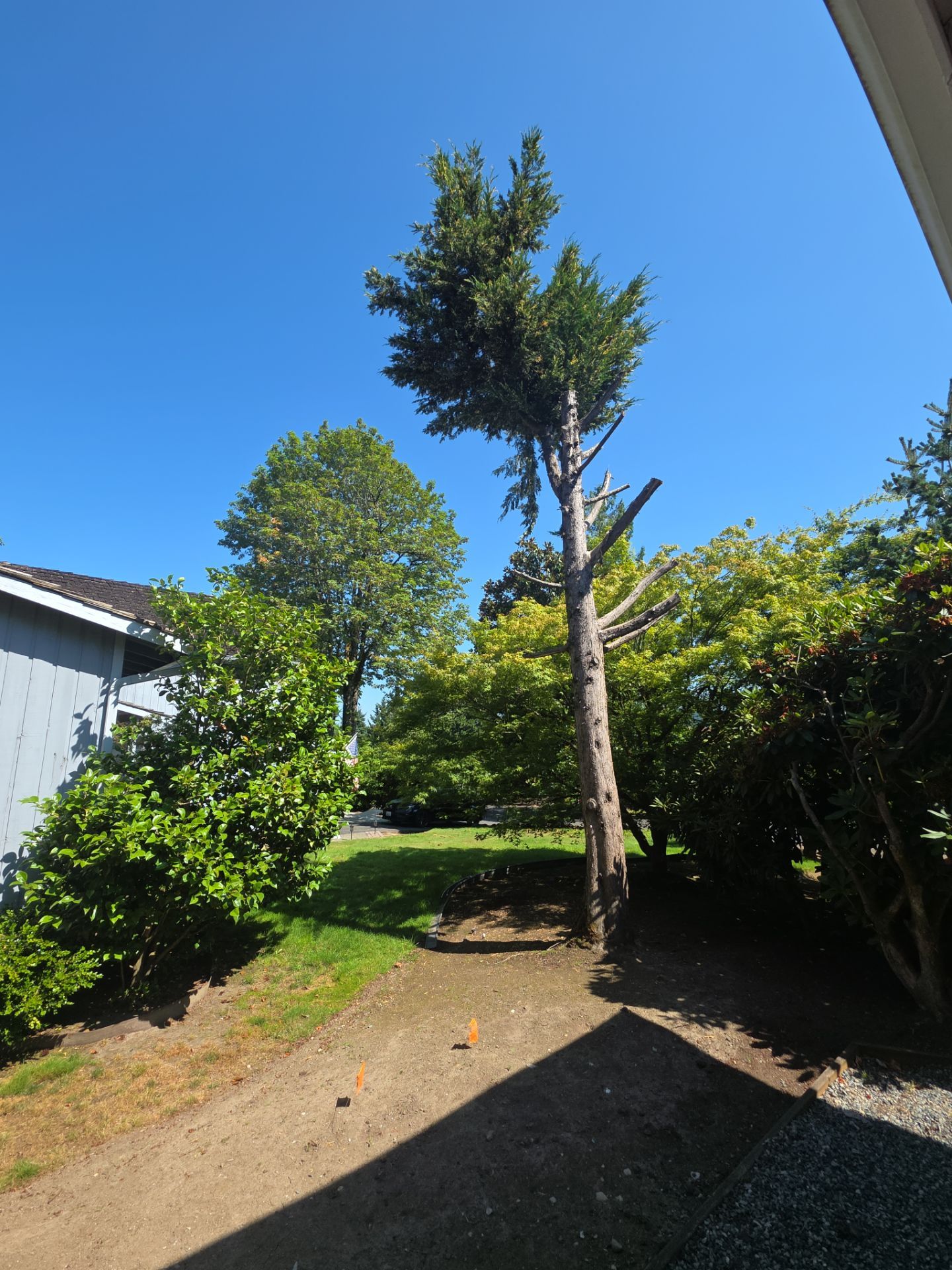 Habitat Snag Creation for Wildlife in Issaquah by Sound Tree Care LLC