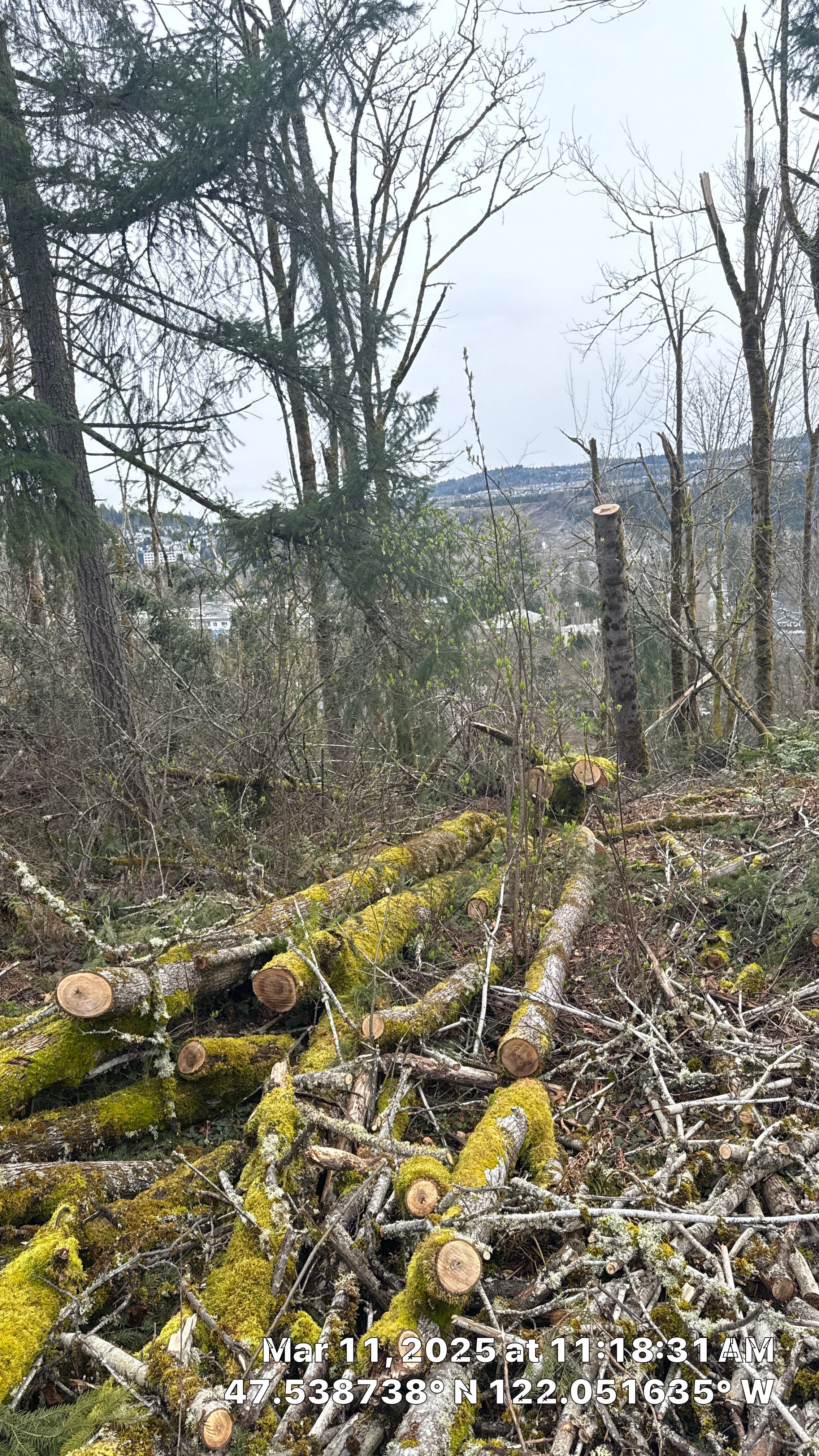 Code Correction Letter Response using Tree Survey by Sound Tree Care LLC