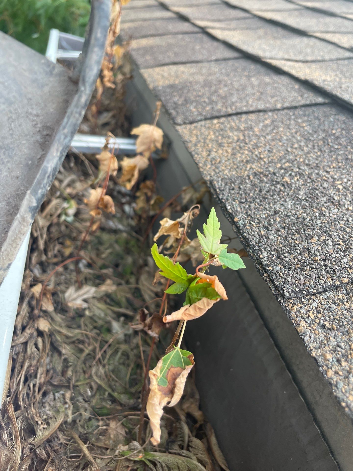 Commercial gutter cleaning Harrisburg, PA before photo with filled gutters