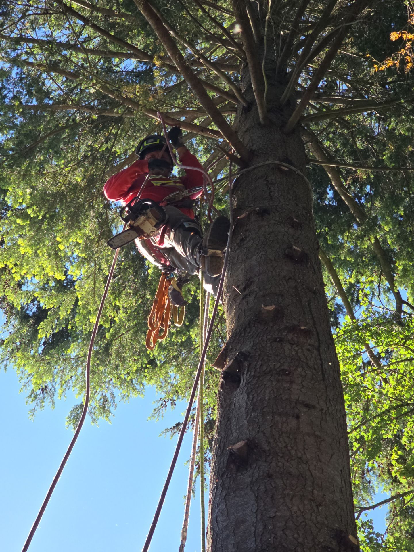 Commercial Tree Removals for Property Manager by Sound Tree Care LLC