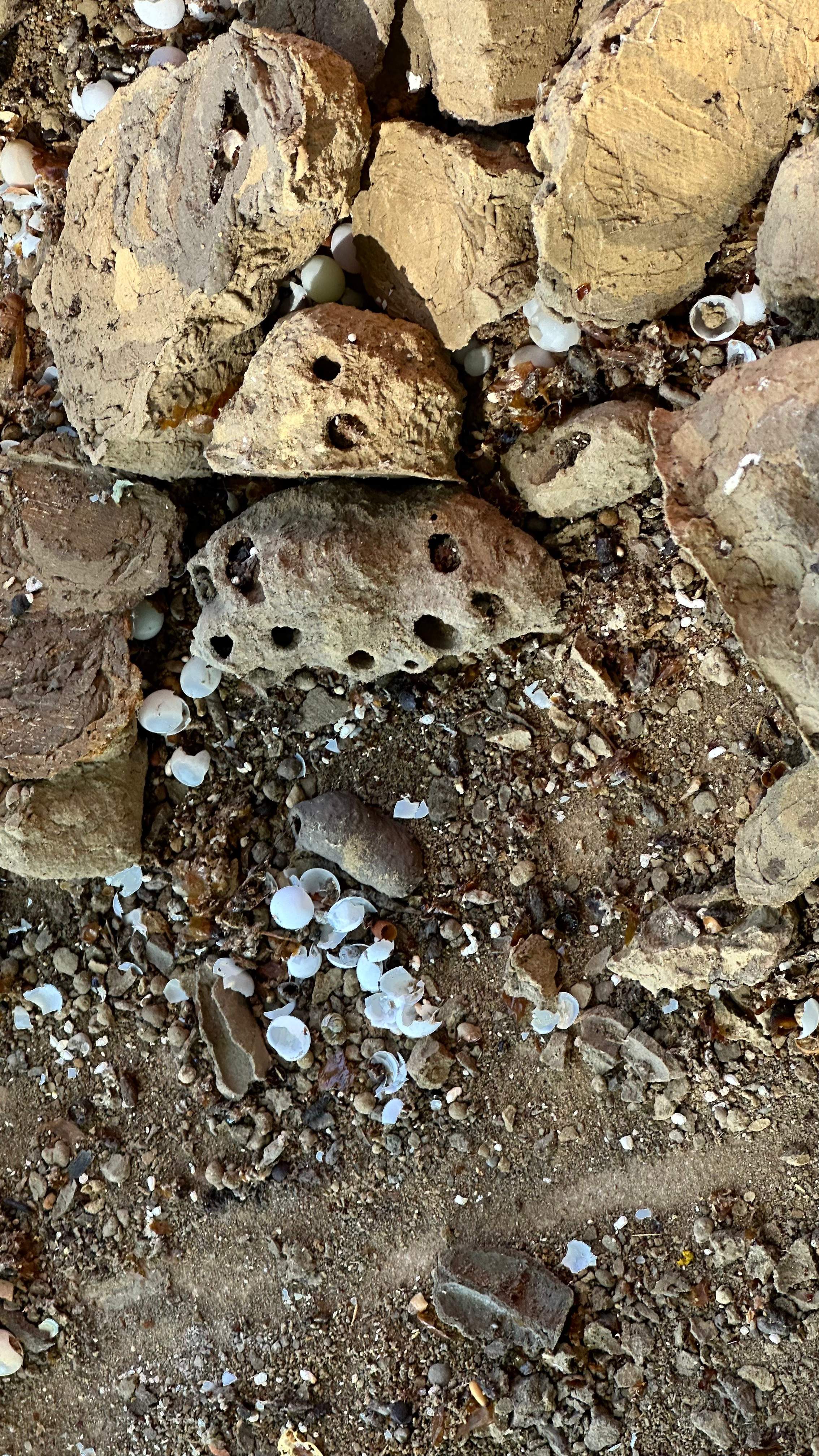 Soffits! by Rockwall Honey Bee Company