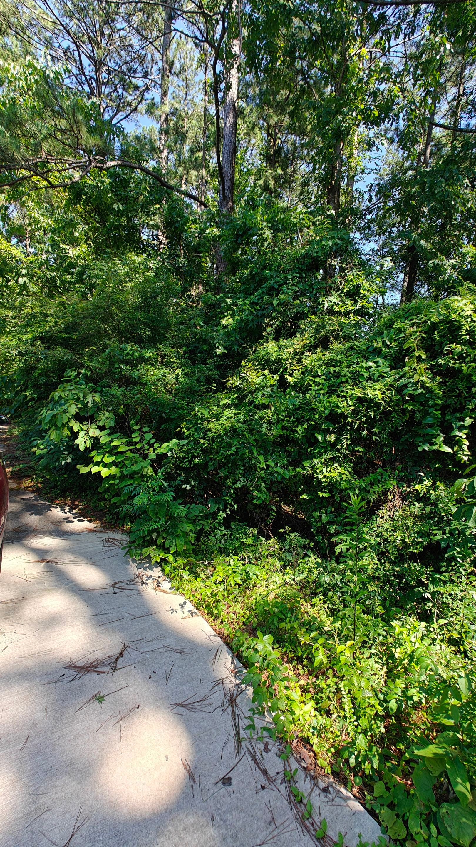 Bi Weekly Landscaping/ Weeding  by College Bros Outdoor services