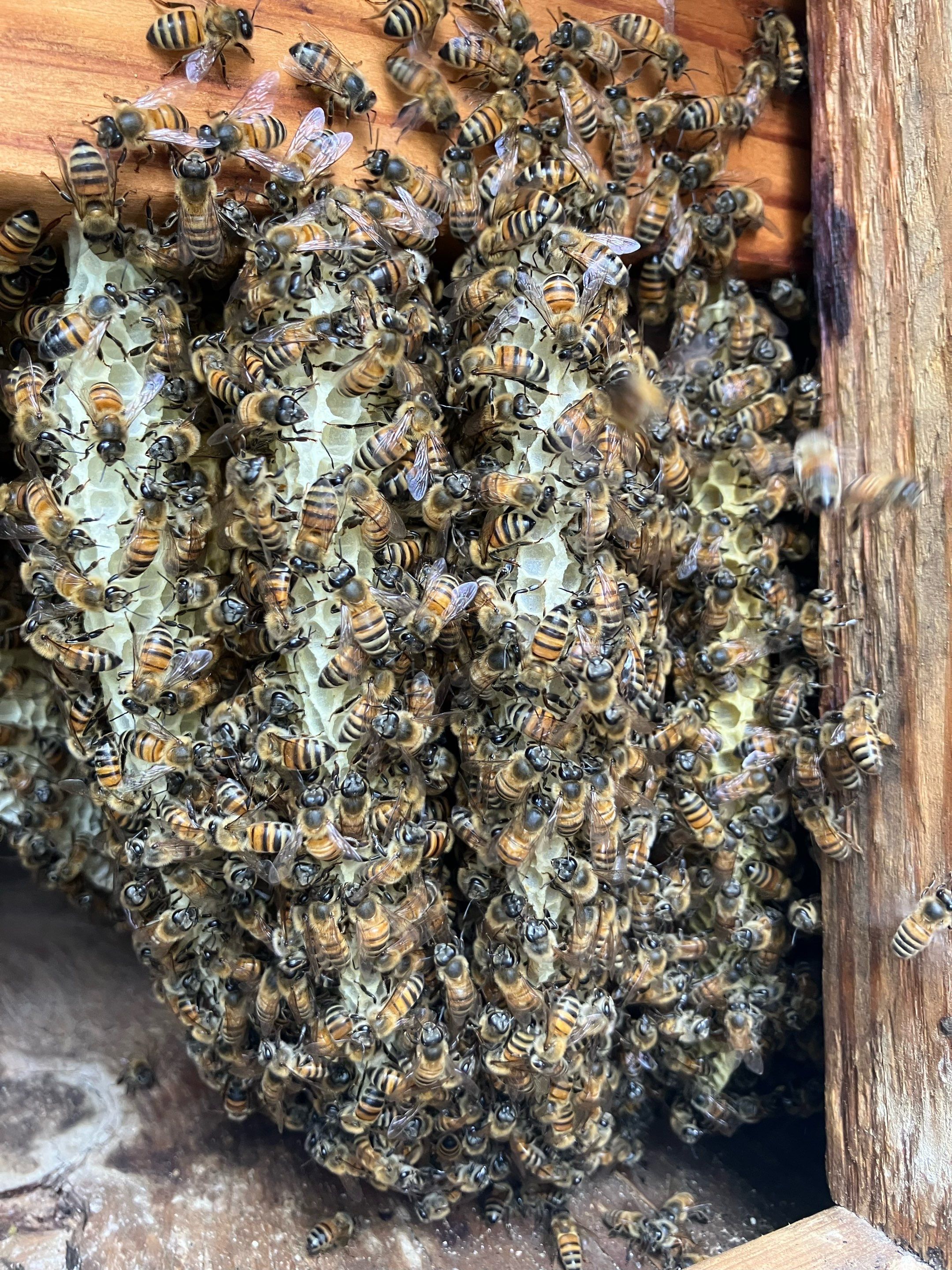 Project in Dallas, TX by Rockwall Honey Bee Company