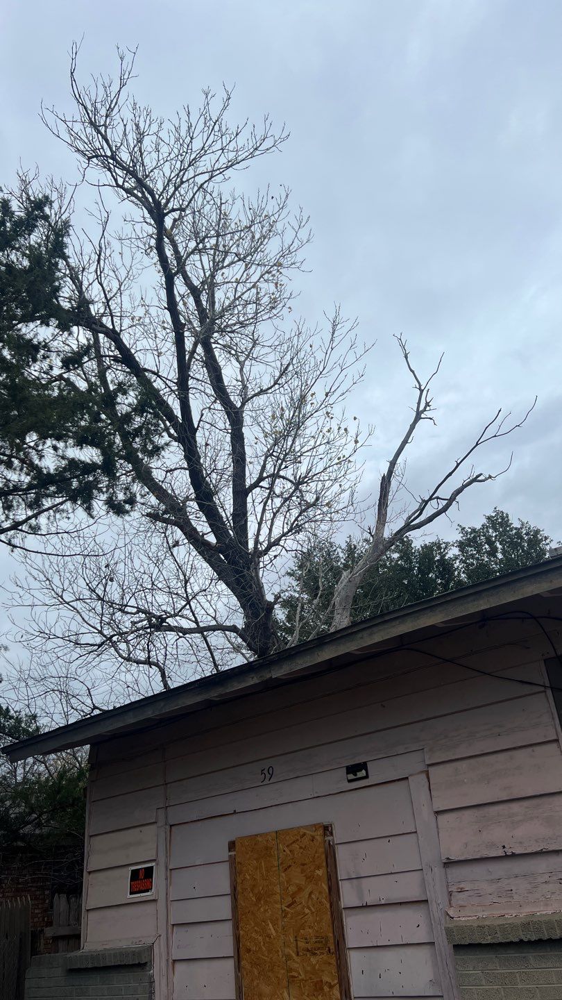 Tree Removal using Chainsaws by Clays Services Inc