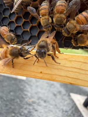 Momma K’s apiary