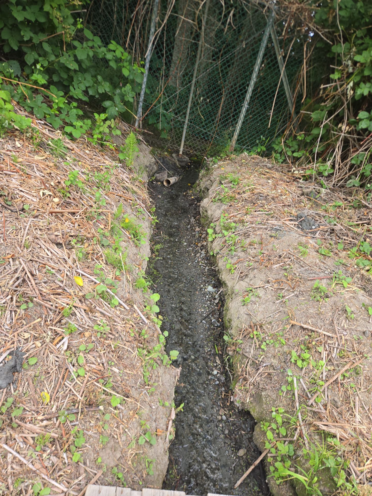 Island View - Ecological Restoration & Stewardship by Habanero Landscape Solutions