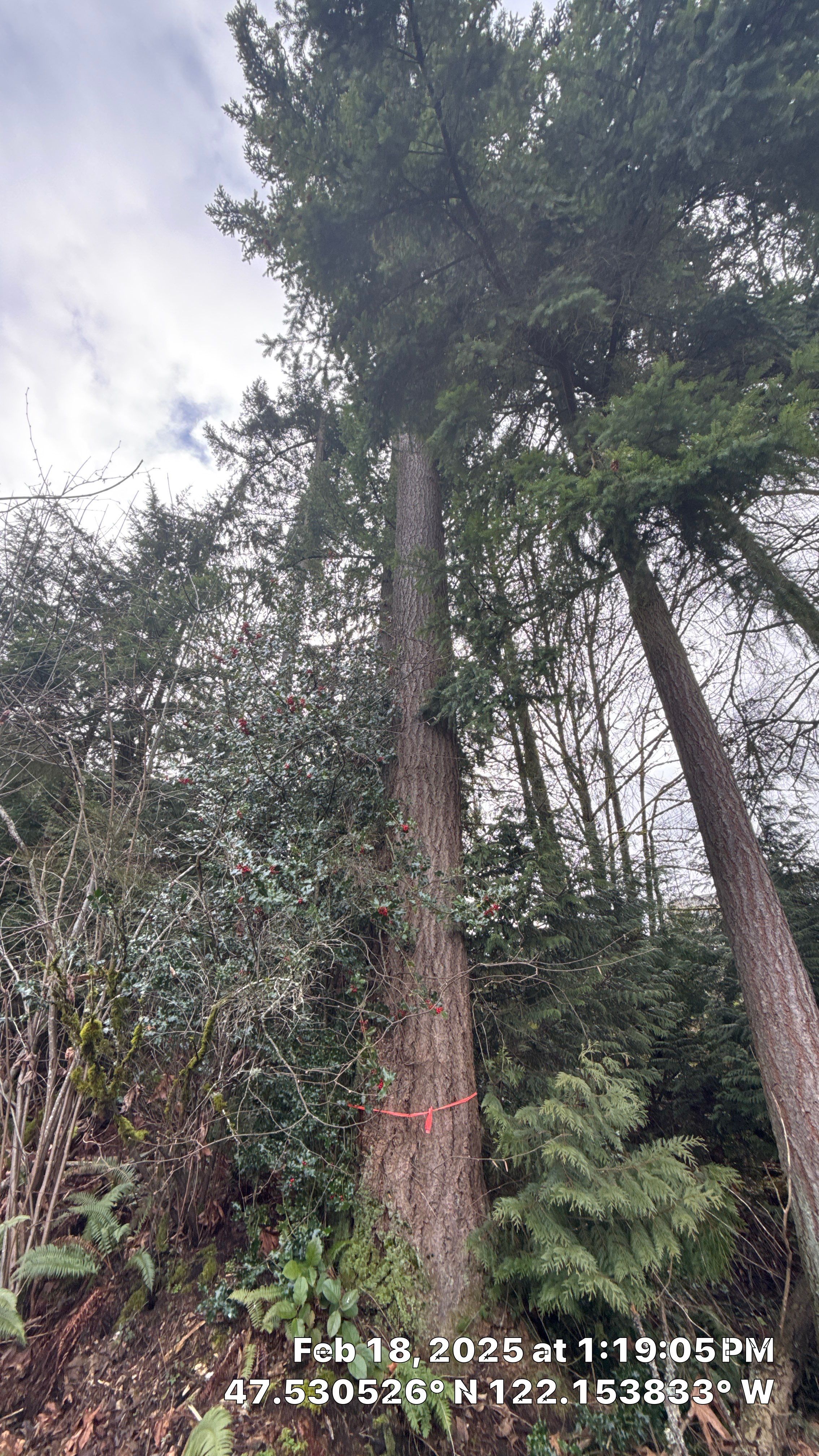 🌲 Newcastle HOA Arborist Report by Sound Tree Care LLC