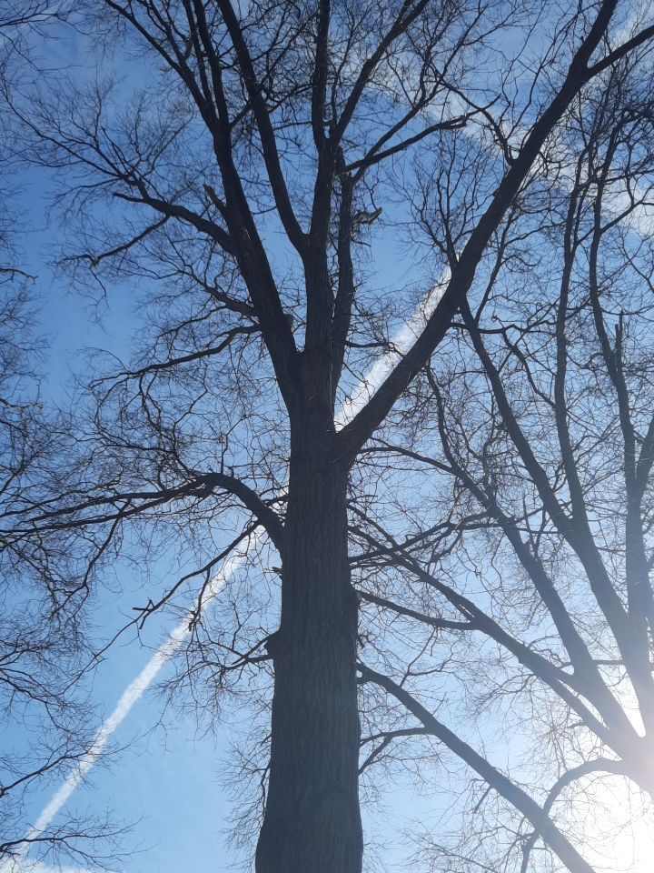 Tree Trimming using Tree Pruing by Mike Jones & Sons Tree Service LLC 