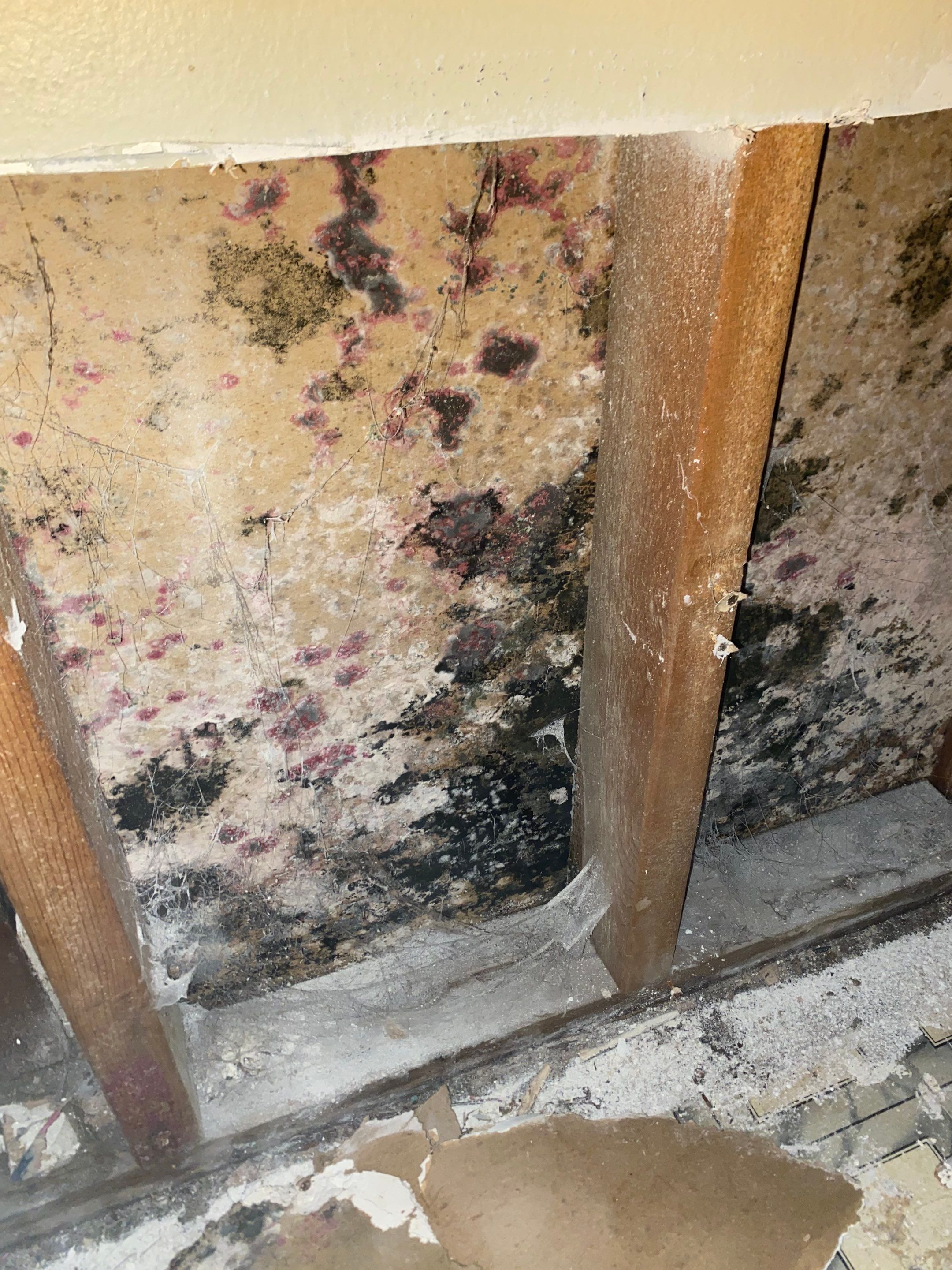 Mold Remediation Project by Chicagoland Water Medics