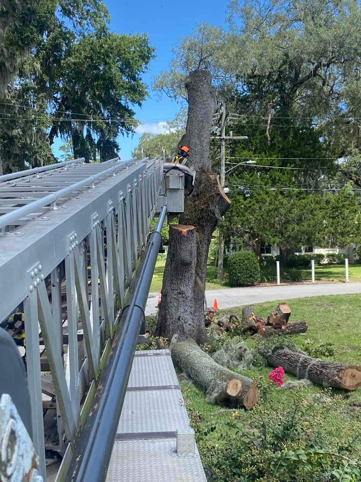 Tree Removal | Residential by ProGreen Services