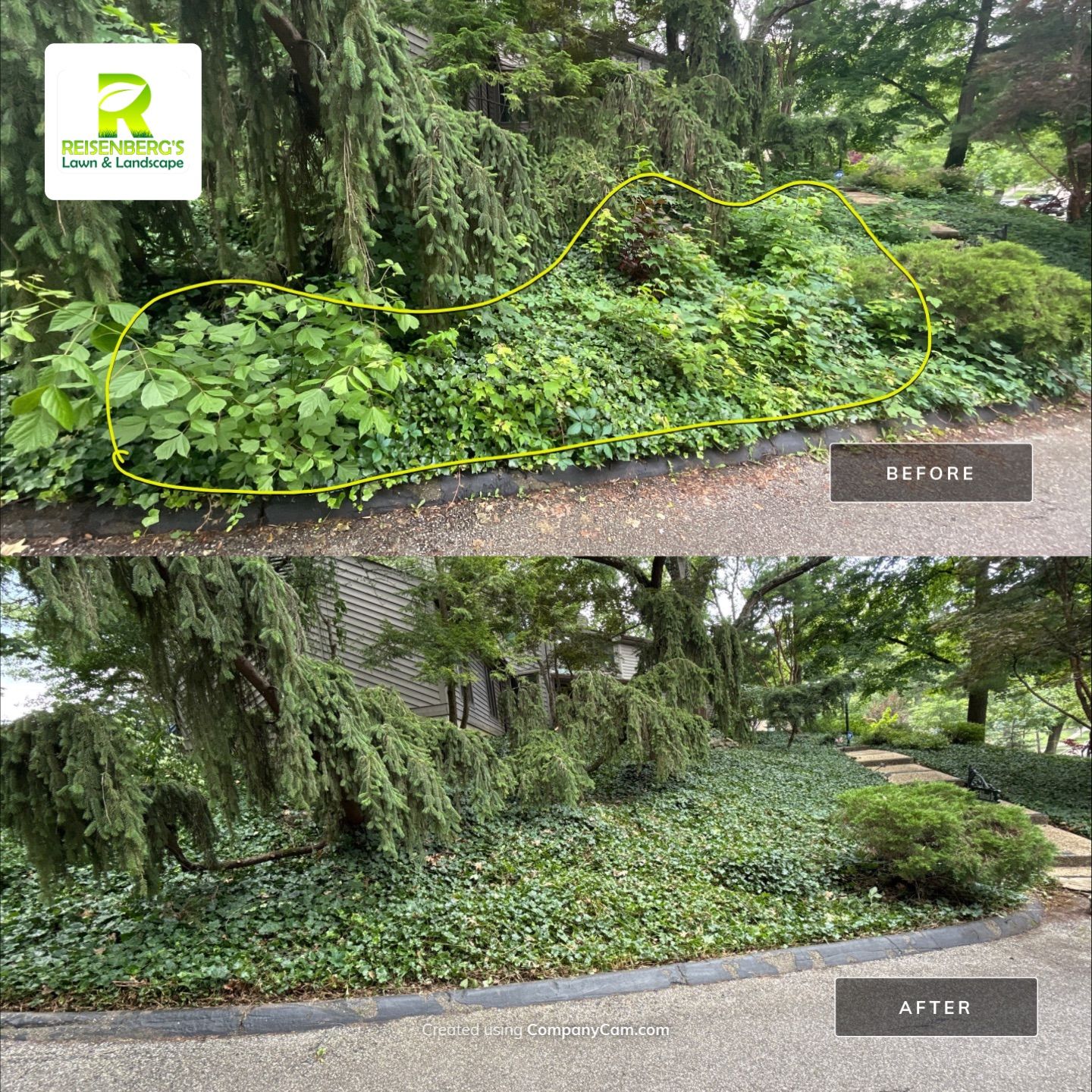 Landscape Cleanup, Removal and Treatment of Sapplings by Reisenberg’s Lawn & Landscape, LLC