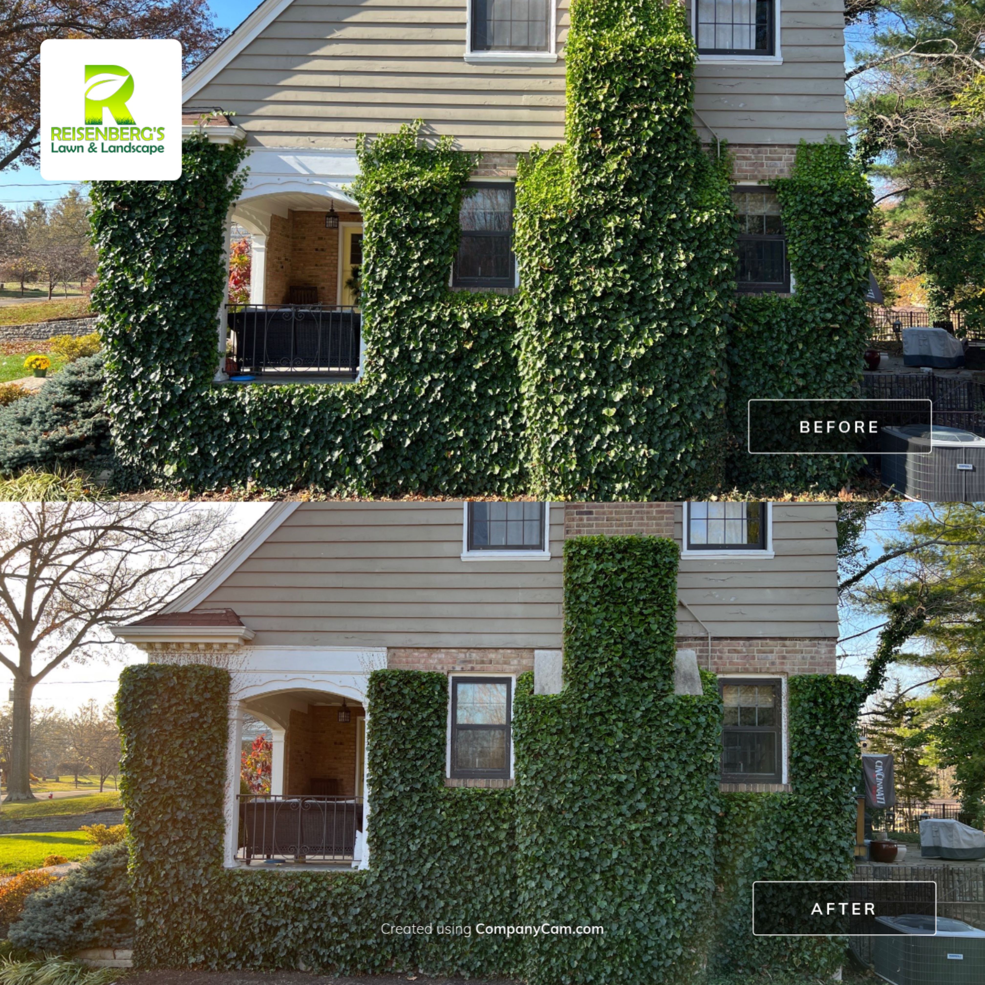 Hand Pruning & Care for Hedera Helix Wall by Reisenberg’s Lawn & Landscape, LLC