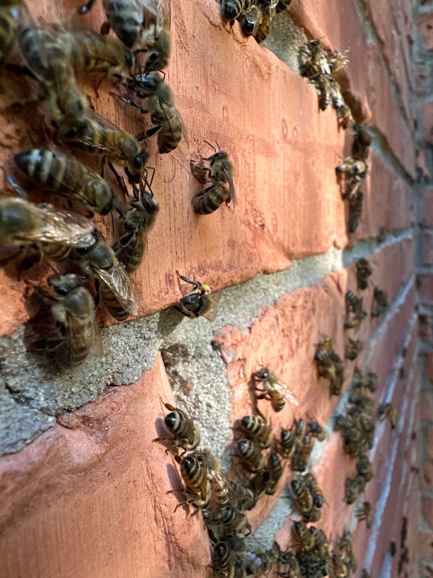 Bees Behind Bricks by Rockwall Honey Bee Company