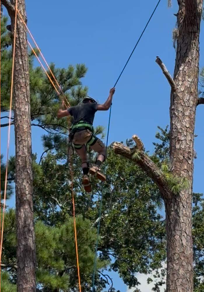 Tree Removal | Episcopal School of Jacksonville by ProGreen Services