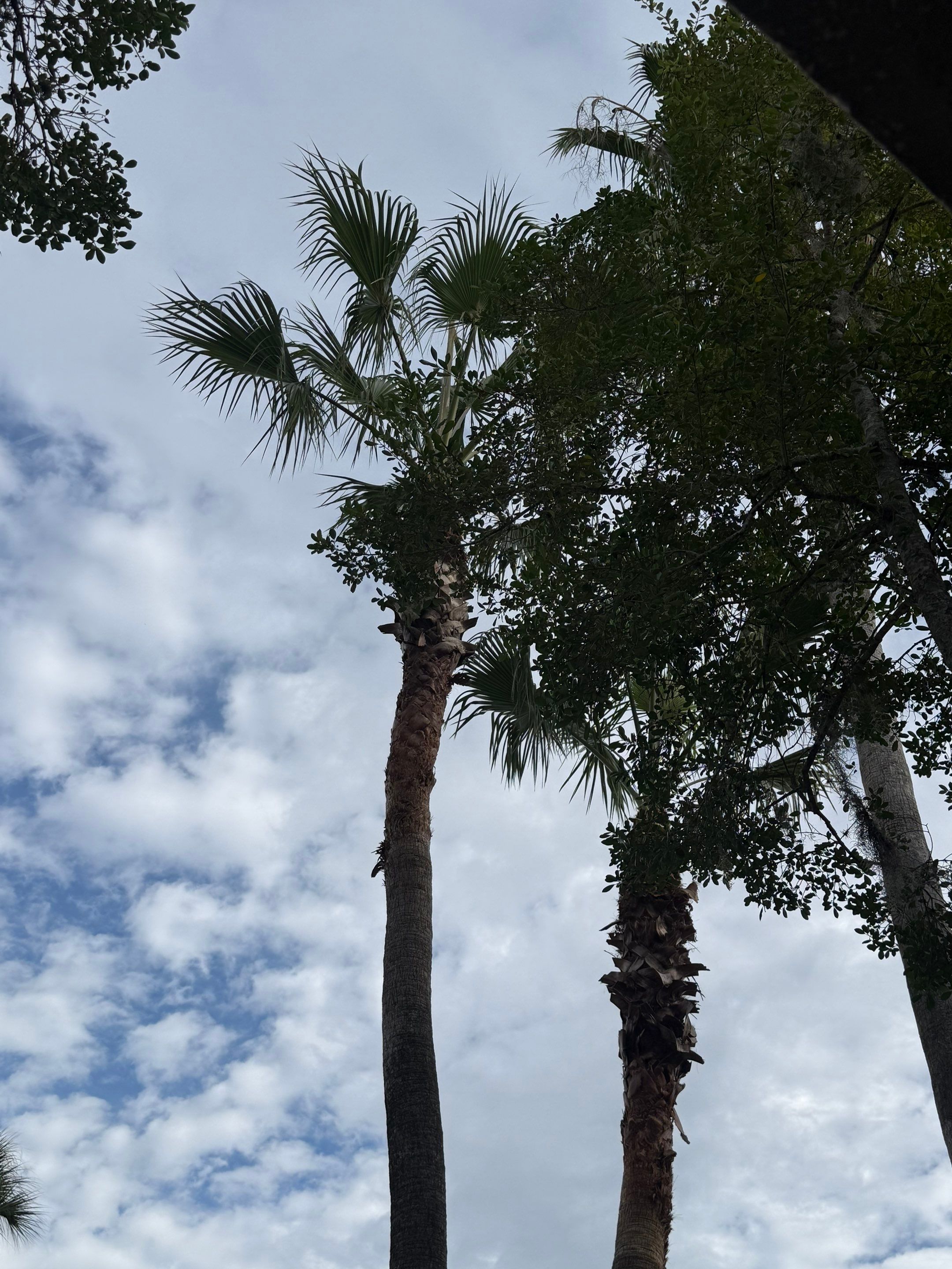 Volunteer Work | Episcopal High School of Jacksonville by ProGreen Services