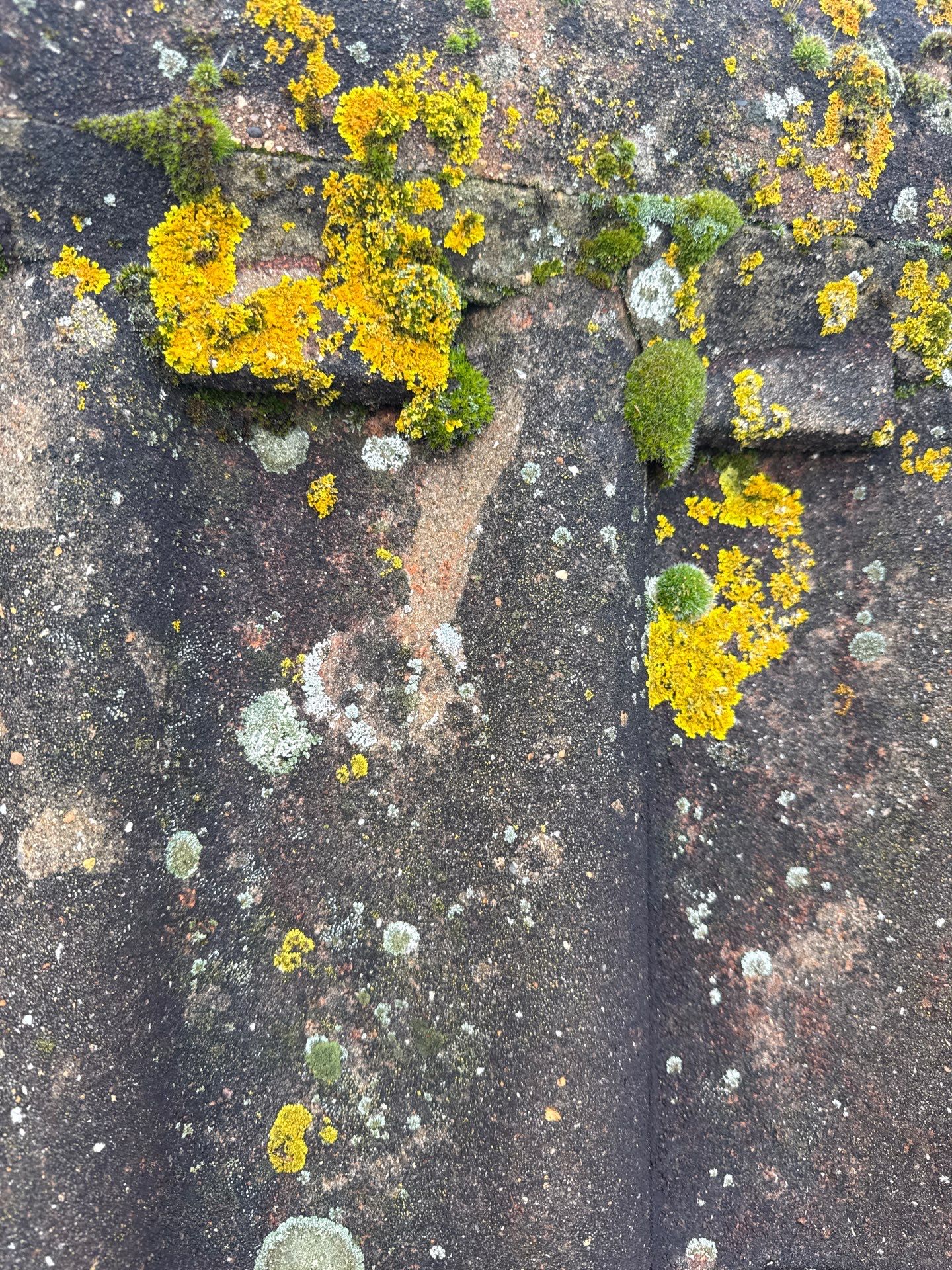Roof Clean by Ges Exterior Cleaning ltd