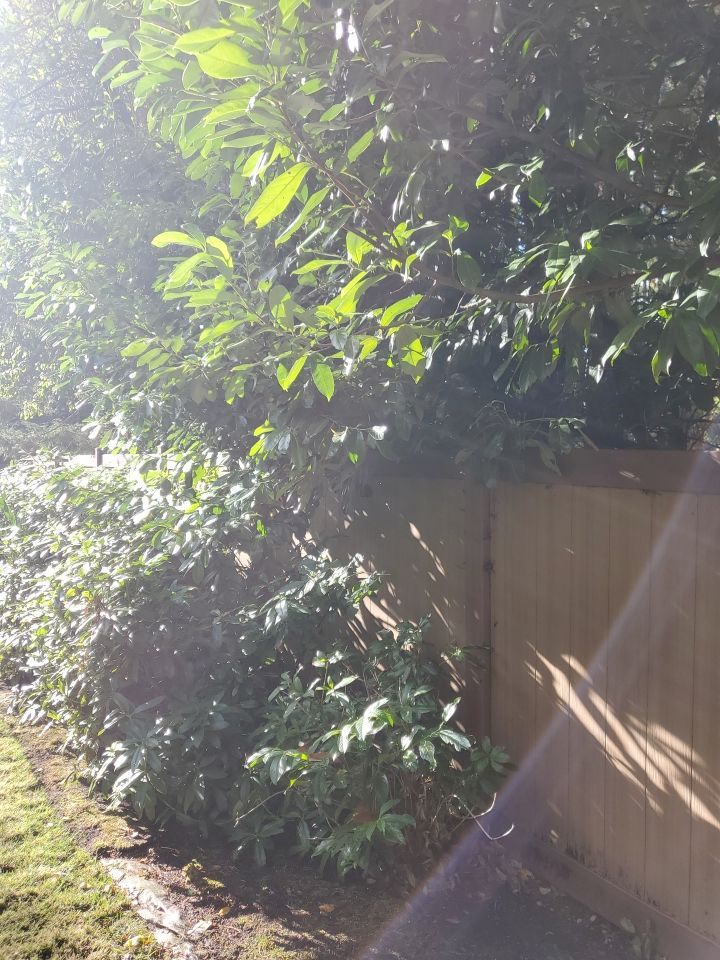 Tree Removal using Tree Removal by Mike Jones & Sons Tree Service LLC 