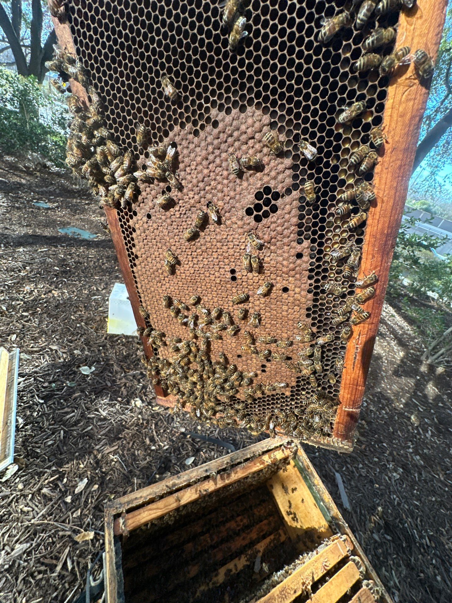 Urban Building Bees by Rockwall Honey Bee Company