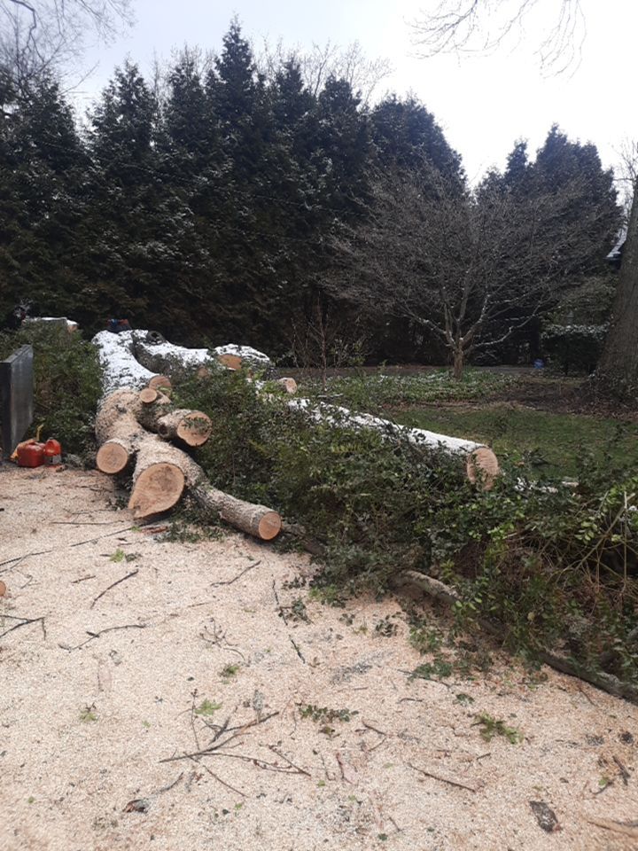 Tree Removal using Tree Removal by Mike Jones & Sons Tree Service LLC 