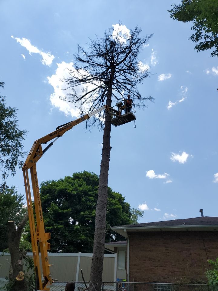Tree Removal using Tree Removal by Mike Jones & Sons Tree Service LLC 