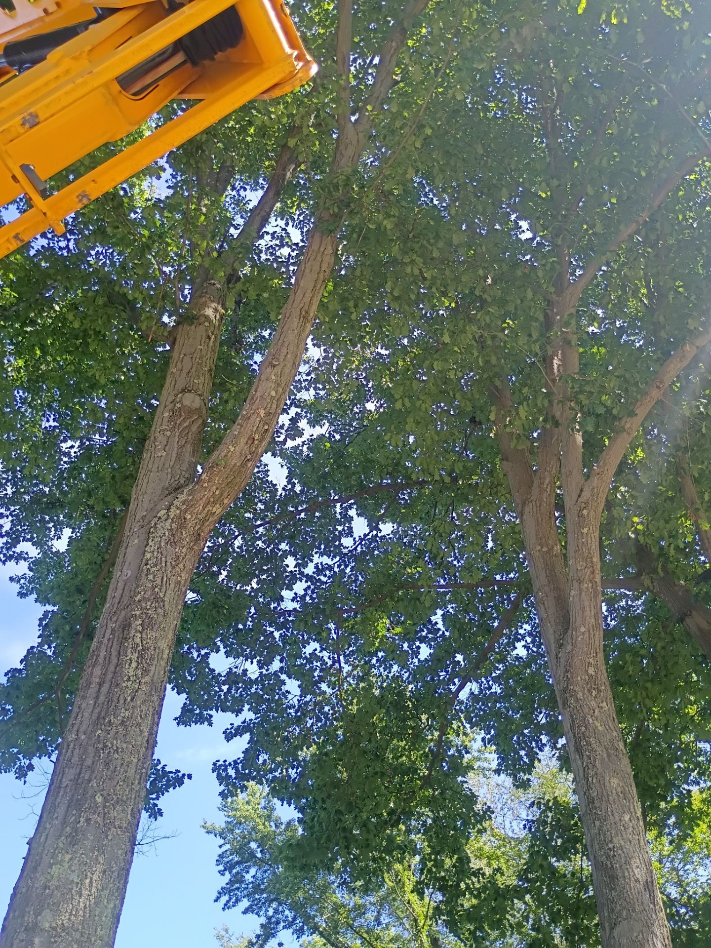 Tree Trimming & Tree Removal in Akron Ohio by Mike Jones & Sons Tree Service LLC 
