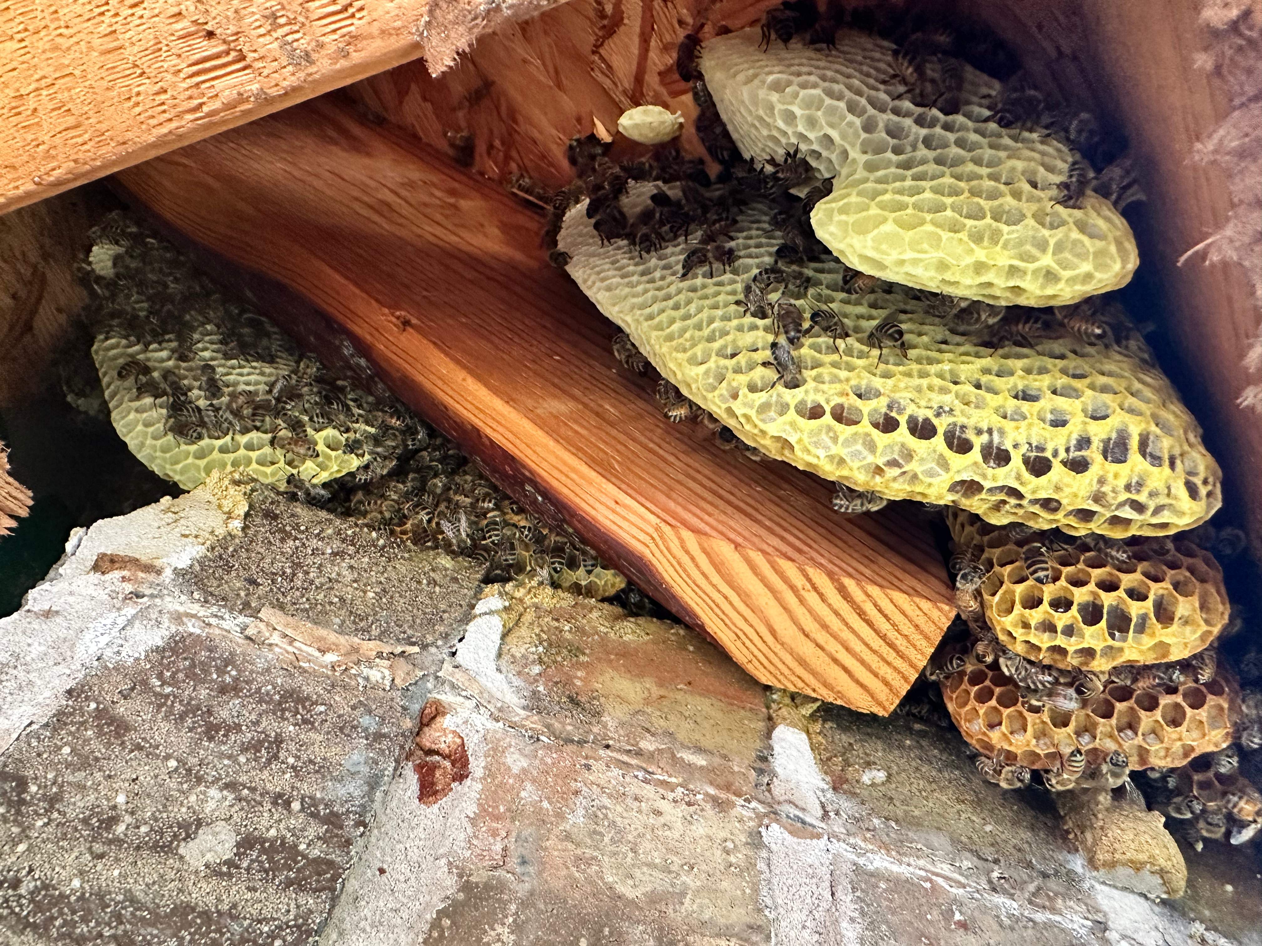 High Bees by Rockwall Honey Bee Company