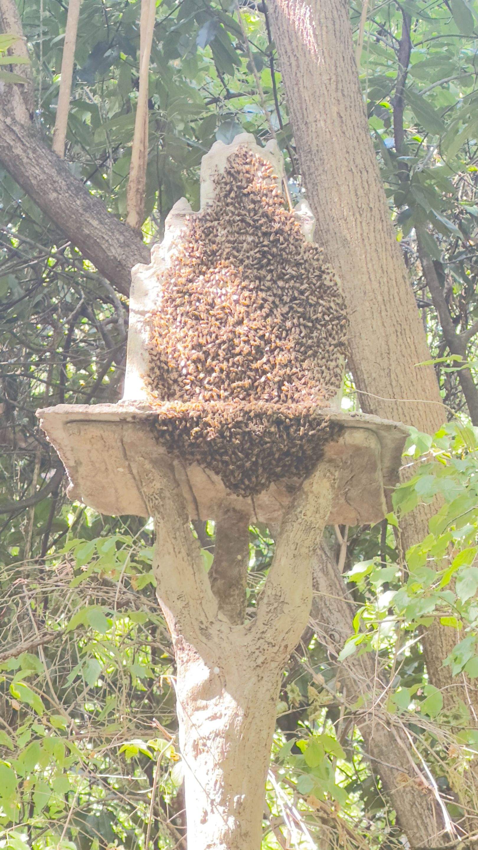 Bird Houses by Rockwall Honey Bee Company