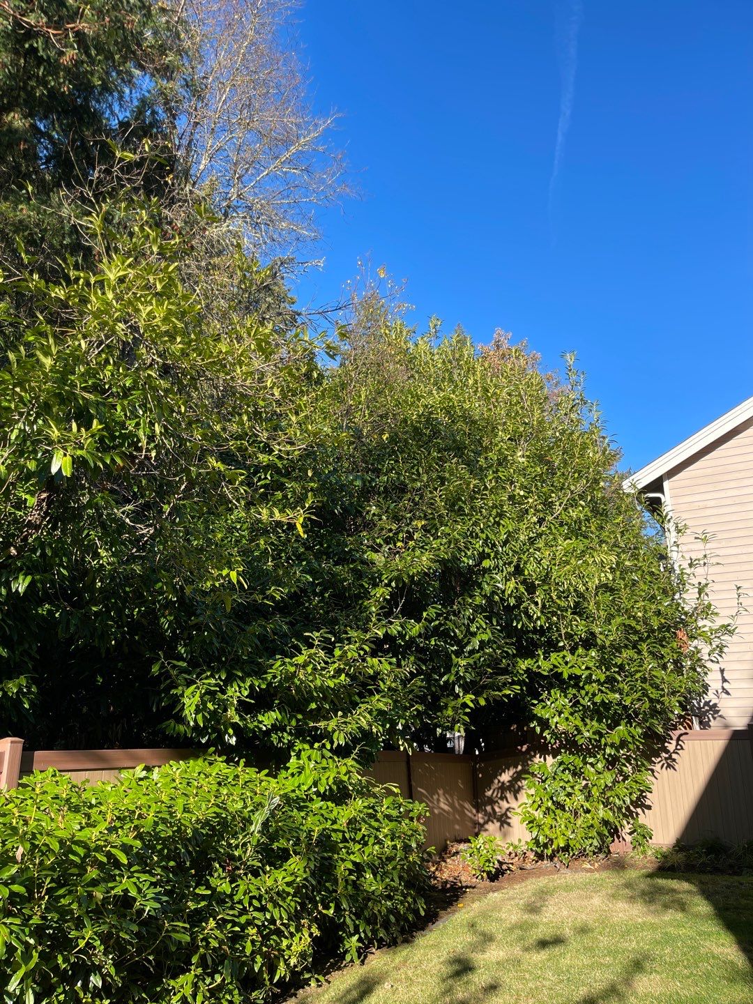 Tree Removal using Tree Removal by Mike Jones & Sons Tree Service LLC 